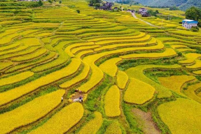 金秋梯田開(kāi)鐮成“豐”景