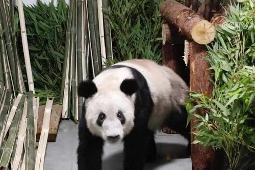 大熊貓“丫丫”平安回到北京動(dòng)物園