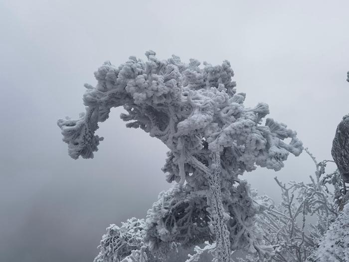 河南南陽老界嶺現霧凇景觀